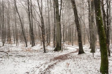 Karlı bir orman yolunun güzel bir resmi, ilgi çekici bir fotoğraf.