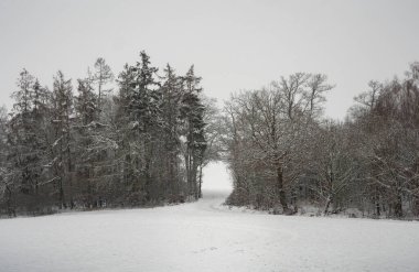 Karlı bir orman tünelinin güzel bir fotoğrafı, ilginç bir fotoğraf.