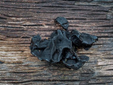 Exidia glandulosa, Auriculariaceae familyasından bir mantar türü. Çekici bir fotoğraf.