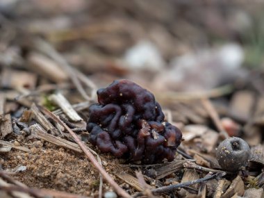 Beefsteak Morel (Gyromitra esculenta) ölümcül zehirli bir mantar türüdür.
