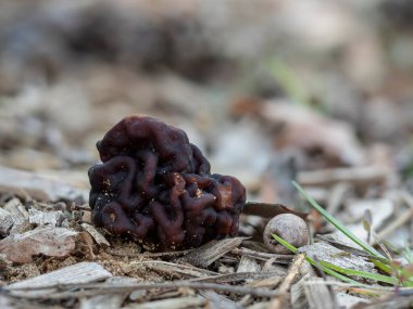 Beefsteak Morel (Gyromitra esculenta) ölümcül zehirli bir mantar türüdür.