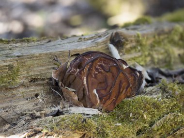 Gyromitra gigas (yaygın olarak 