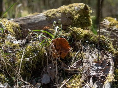 Gyromitra gigas (yaygın olarak 