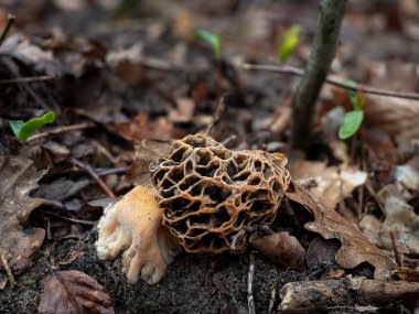 Sarı Morel (Morchella esculenta) yenilebilir bir mantar türüdür.