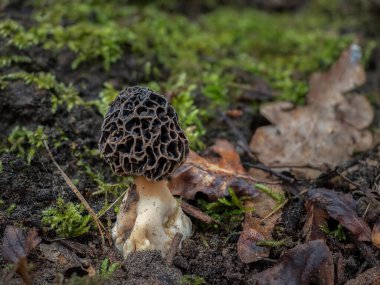 Sarı Morel (Morchella esculenta) yenilebilir bir mantar türüdür.