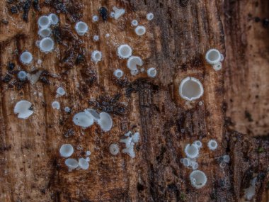 Lachnum cinsinden belirsiz bir mantar. İlgi çekici bir fotoğraf.