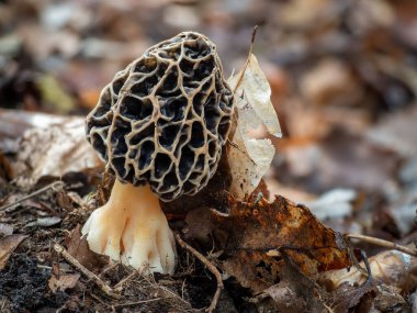 The Yellow Morel (Morchella esculenta) is an edible mushroom , an intresting photo clipart