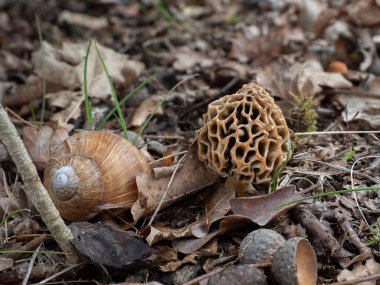 Sarı Morel (Morchella esculenta) yenilebilir bir mantar türüdür.
