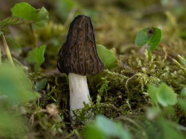 Morchella semilibera, Morchellaceae familyasından Avrupa ve Asya 'ya özgü bir mantar türüdür. Çekici bir fotoğraf.