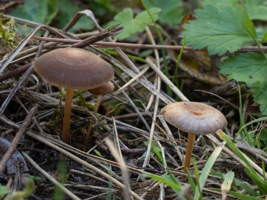 Çam kozalağı kapağı (Strobilurus tenacellus) yenilebilir bir mantar türüdür.