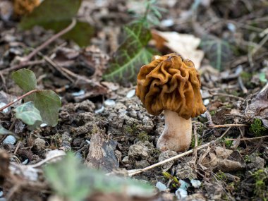 The Early False Morel (Verpa bohemica) is an edible mushroom , an intresting photo clipart