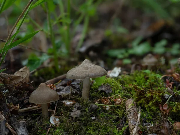 Щит Пинкгилл Entoloma Clypeatum Съедобный Гриб Интересное Фото — стоковое фото