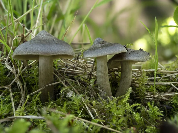 Щит Пинкгилл Entoloma Clypeatum Съедобный Гриб Интересное Фото — стоковое фото