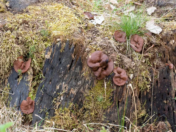 Grisöronen Gyromitra Perlata Ätlig Svamp Ett Intressant Foto — Stockfoto