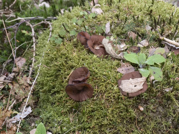 Grisöronen Gyromitra Perlata Ätlig Svamp Ett Intressant Foto — Stockfoto