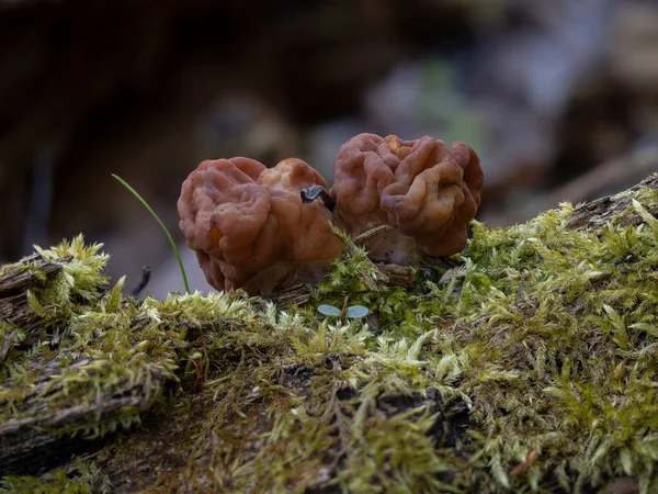 Gyromitra gigas, commonly known as the snow morel, snow false morel, calf brain, or bull nose, is a fungus and a member of the Ascomycota. , an intresting photo