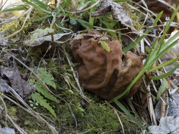 长臂猿 Gyromitra Gigas 通常被称为雪鼠 假雪鼠 牛脑或公牛鼻子 是一种真菌 也是Ascomycota的成员 一张精美的照片 — 图库照片