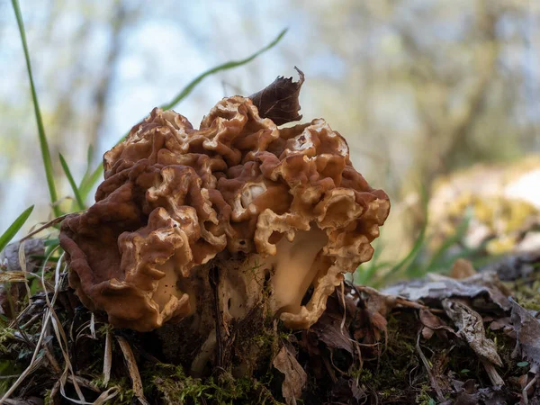Gyromitra gigas, commonly known as the snow morel, snow false morel, calf brain, or bull nose, is a fungus and a member of the Ascomycota. , an intresting photo