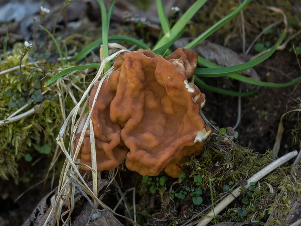 Gyromitra Gigas Commonly Known Snow Morel Snow False Morel Calf — Stock Photo, Image