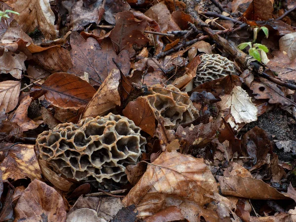 Желтый Морель Morchella Esculenta Съедобный Гриб Интересное Фото — стоковое фото