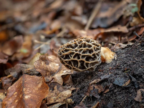 Желтый Морель Morchella Esculenta Съедобный Гриб Интересное Фото — стоковое фото