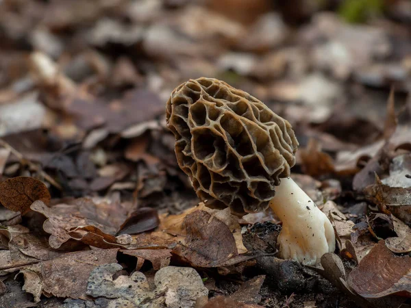 Жовтий Морел Morchella Esculenta Їстівний Гриб Вражає Своєю Фотографією — стокове фото