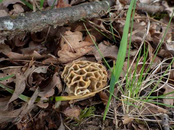 Die Gelbe Morchel Morchella Esculenta Ist Ein Essbarer Pilz Ein — Stockfoto