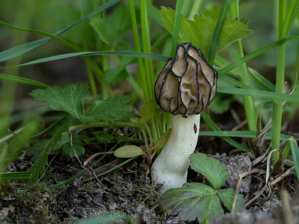 Morchella Semilibera Обычно Называемая Полусвободным Морелем Является Съедобным Видом Грибов — стоковое фото