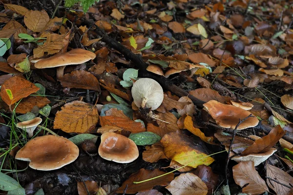 黄褐色漏斗帽 Paralepista Flaccida 是一种可食用的蘑菇 是一张精美的照片 — 图库照片