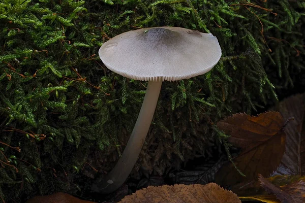 Pluteus salicinus is a European psychedelic mushroom that grows on wood. , an intresting photo