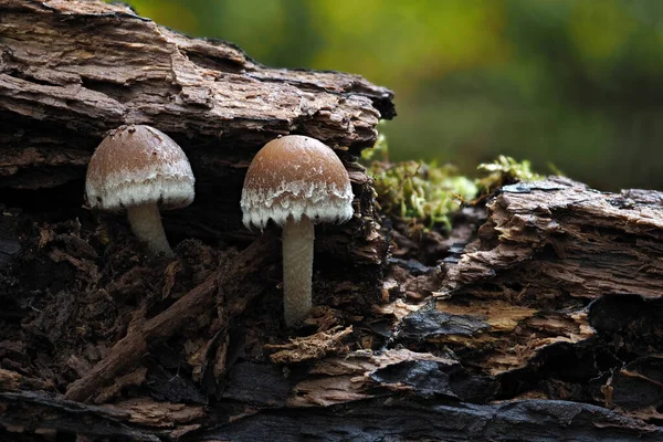 Fungo Indefinito Del Genere Psathyrella Una Foto Intrigante — Foto Stock