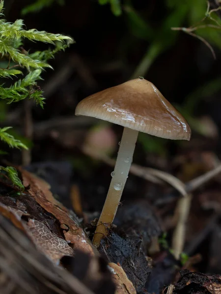 Tappo Della Pigna Strobilurus Tenacellus Fungo Commestibile Una Foto Intrigante — Foto Stock