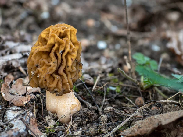 Early False Morel Verpa Bohemica Edible Mushroom Intresting Photo — Stock Photo, Image