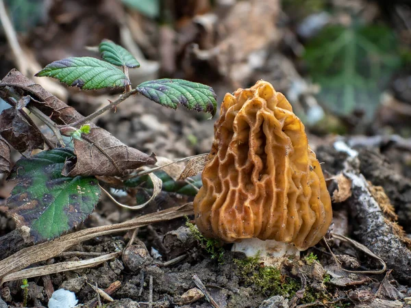 초기의 Verpa Bohemica 은먹을 수있는 버섯으로 인상적 사진이다 — 스톡 사진
