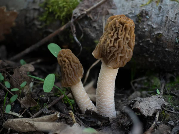 早假鼠 Verpa Bohemica 是一种可食用的蘑菇 是一张精美的照片 — 图库照片