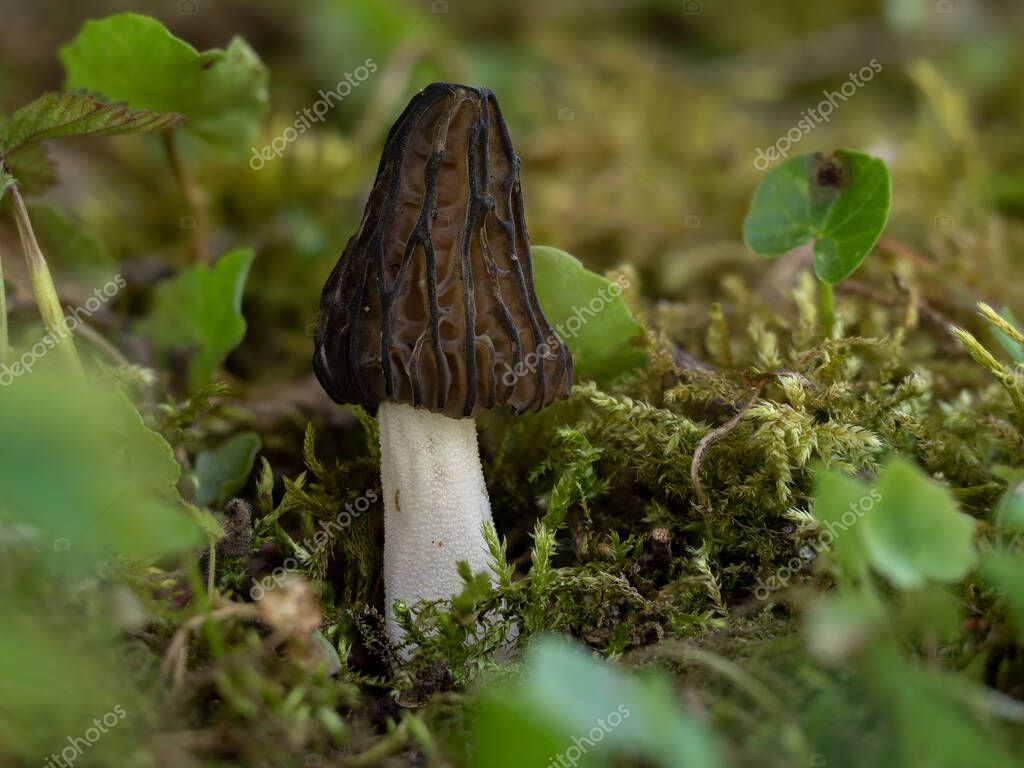 Morel