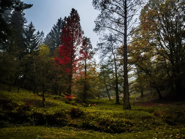 Vakre Høstfarger Tidlig Morgenen Skogen Med Tåkete Atmosfære – stockfoto