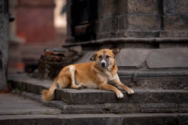 Yalnız köpek, Peştupatinath tapınağının bekçisi Katmandu, Nepal.