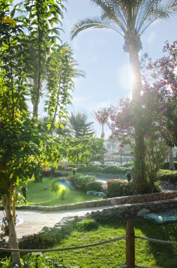 Güzel egzotik doğa görünümü palmiye ve deniz için. Sakin ol ve meslek.