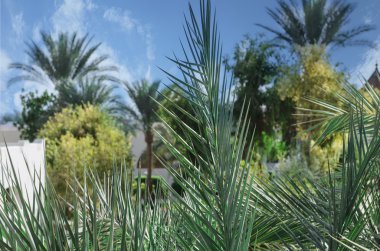 Güzel egzotik doğa görünümü palmiye ve deniz için. Sakin ol ve meslek.