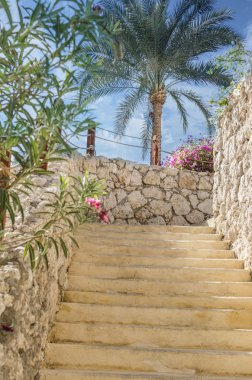 Güzel egzotik doğa görünümü palmiye ve deniz için. Sakin ol ve meslek.