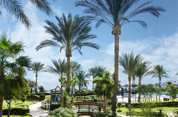 Hermosa vista de la naturaleza exótica a la palma y el mar. relajación y vocación . — Foto de Stock