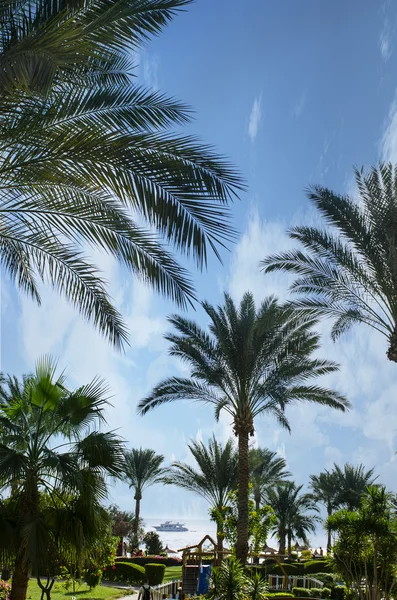 Schöne exotische Natur mit Blick auf Palmen und Meer. Entspannung und Berufung. — Stockfoto