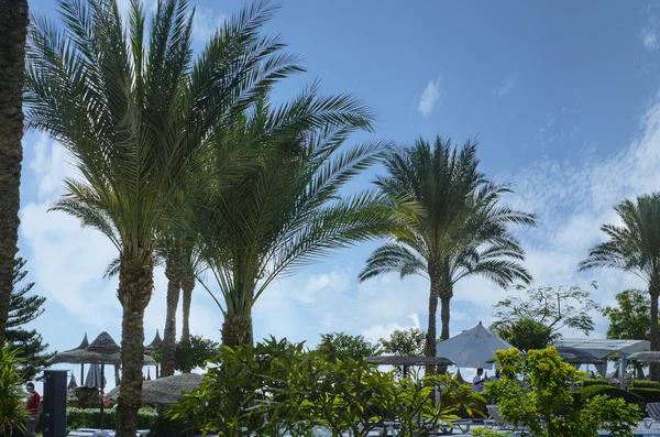 Экзотический вид на пальмы и море. отдых и призвание . — стоковое фото
