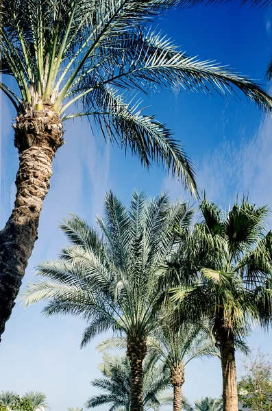 Beautiful Exotic nature view to palm and sea. relax and vocation. — Stock Photo, Image