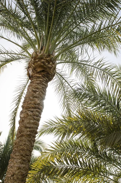 Beautiful Exotic nature view to palm and sea. relax and vocation. — Stock Photo, Image