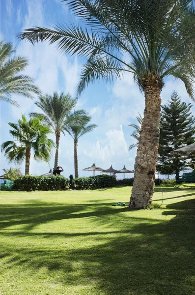 Hermosa vista de la naturaleza exótica a la palma y el mar. relajación y vocación . — Foto de Stock