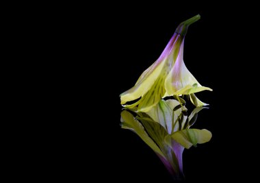 Siyah arka plan üzerine alstroemeria çiçeği