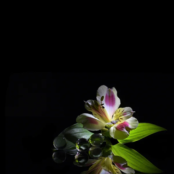 Siyah arka plan üzerine alstroemeria çiçeği — Stok fotoğraf