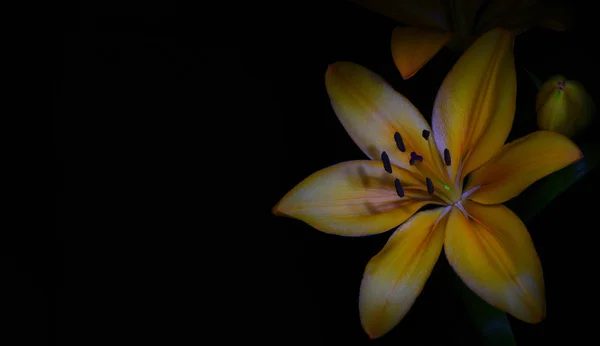 Lilium flor no fundo preto — Fotografia de Stock